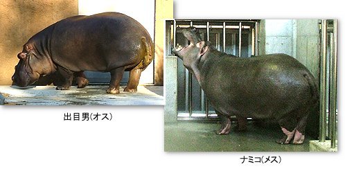 王子動物園 思い出のアルバム 92