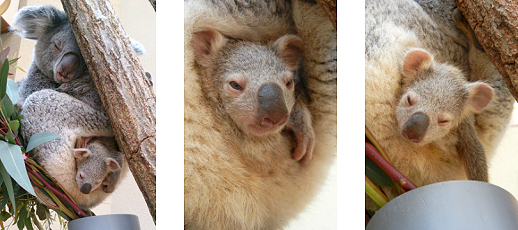 �R�A���Ԃ����