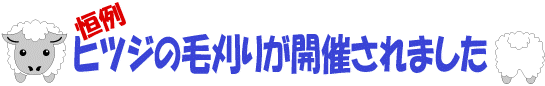 恒例の「ヒツジの毛刈り」が開催されました