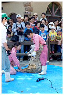 写真「ヒツジの毛刈り」