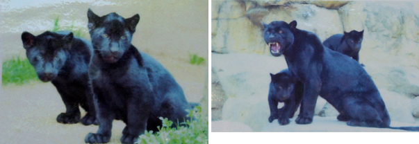 �W���K�[�̐Ԃ������J