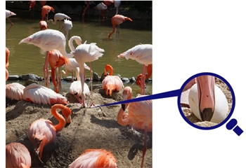 �t���~���S�@�������ܕ�����