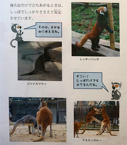 しっぽの役割2