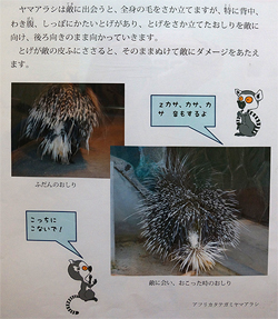 しっぽの役割3