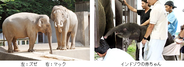 �C���h�]�E�̐Ԃ����