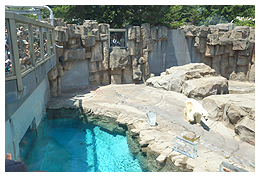 ホッキョクグマに氷のプレゼント2