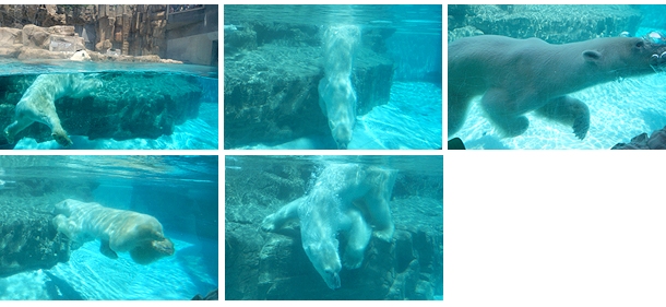 ホッキョクグマに氷のプレゼント5