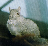 gEunCCX