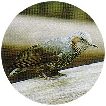 �q���h��