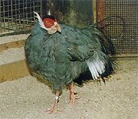 王子動物園/アオミミキジ