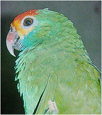 王子動物園/アカボウシインコ