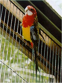 �i�i�N�T�C���R